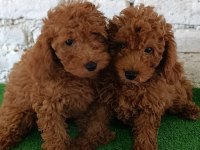 Toy poodle yavrularımız