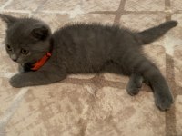 70 günlük British yavru dişi kedi