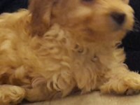 MALTIPOO DİŞİ YAVRU