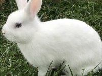 TATLI YAVRU TAVŞANLAR