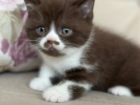 NADİR BULUNAN CİNNEMON CHOCOLATE YAVRU KEDİMİZ