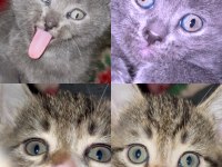 British shorthair cinsi yavru kediler