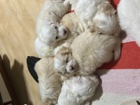 1 aylık maltipoo yavrular