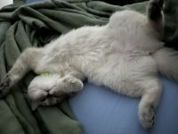 British shorthair 8 aylık dişi