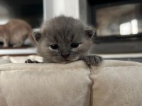 3 tane dişi kırık kulak güzeller güzeli scottish fold bebek