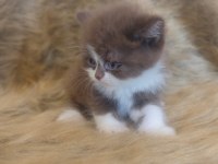 Show kalite british bicolor yavrular