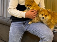 Erkek ve Dişi Yavru Pomeranian