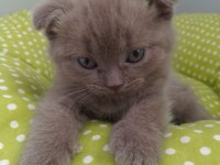 Scottish fold yavrularımız yeni yuvalarını arıyor
