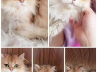 British Longhair ve Shorthair yavrular