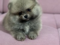 Pomeranian boo