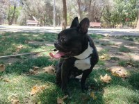 TUVALET EĞİTİMLİ SESSİZ SAKİN DİŞİ FRENCH BULLDOG KIZIMIZ