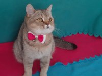 Black Golden British Shorthair Prenses