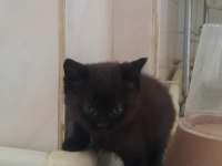 British shorthair kedisi sahiplendirme
