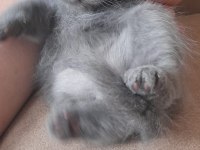Anne Persian baba chinchilla