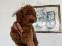 ALTI AYLIK POODLE KORELER