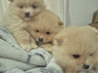 3 adet erkek pomeranian yavru