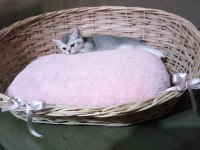 British longhair pamuk şekerler yeni ailelerini bekliyor