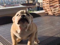 İngiliz bulldog yavruları
