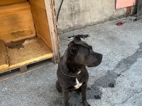 DİŞİ CANE CORSO IRK GARANTİLİ