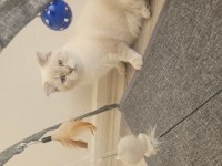 Scottish Shorthair Lynx Tekirdag Süleymanpasa
