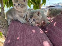British shorthair yavru kırk günlük