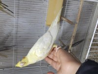 Sağlıklı pırıl pırıl kendi üretimim yavrular