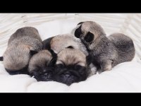 Kalite pug yavrumuz 1 haftaya hazır