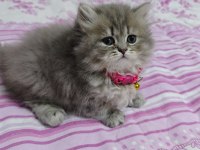 Safkan british shorthair blue golden minnaklarım