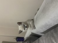 Pamuk british shorthair kızlar
