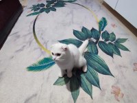 Boncuğuma yeni yuva arıyoruz scottish fold