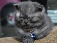 Scottish fold aslan parçasına yuva arıyoruz