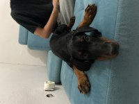 King doberman Dişi