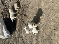 Maltese Terrier Sıfır Boy