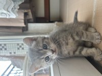 40 günlük yavru british shorthair