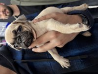 YENİ PUG BEBEK KÖPEKLERİ