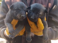 SAFKAN BELÇİKA KURDU MALINOIS YAVRULARI 5 ERKEK-5 DİŞİ