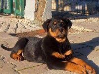 Sahibinden koca kafa orjinal rottweiler