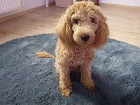 6 aylık dişi poodle linda