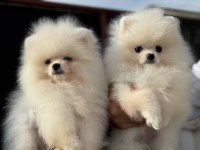Yasal ruhsatlı çiftlikden ziyarete açık pomeranian
