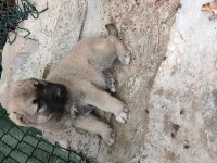 Şampiyon Kangal yavruları ilk defa sahnede