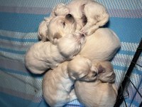 0 numara maltese köpeğimiz