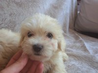 Maltipoo yavrumuz