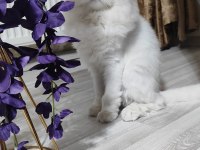 İran kedisi 1 yaşında