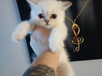 Teslime hazır 2 aylık dişi british shorthair bebeğim
