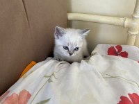 British shorthair