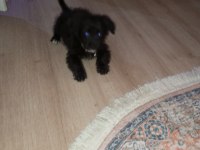 3 4 aylık siyah erkek köpeğimiz çok oyuncu