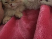 Acil sahiplendirceğim british longhair