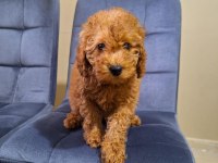 Ev Doğumu Red ve Red Brown Toy Poodle Bebekler