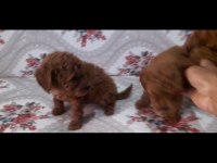 Toy poodle bebekler