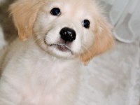 2.5 Aylık Dişi Golden Retriever Yavru